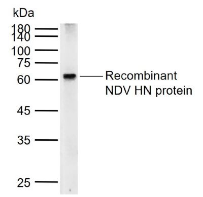 Anti-NDV HN Polyclonal Antibody