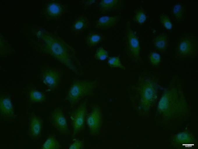 Anti-NeuN Polyclonal Antibody