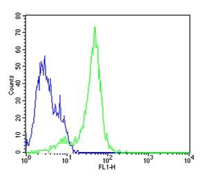 Anti-Nestin/NES Polyclonal Antibody