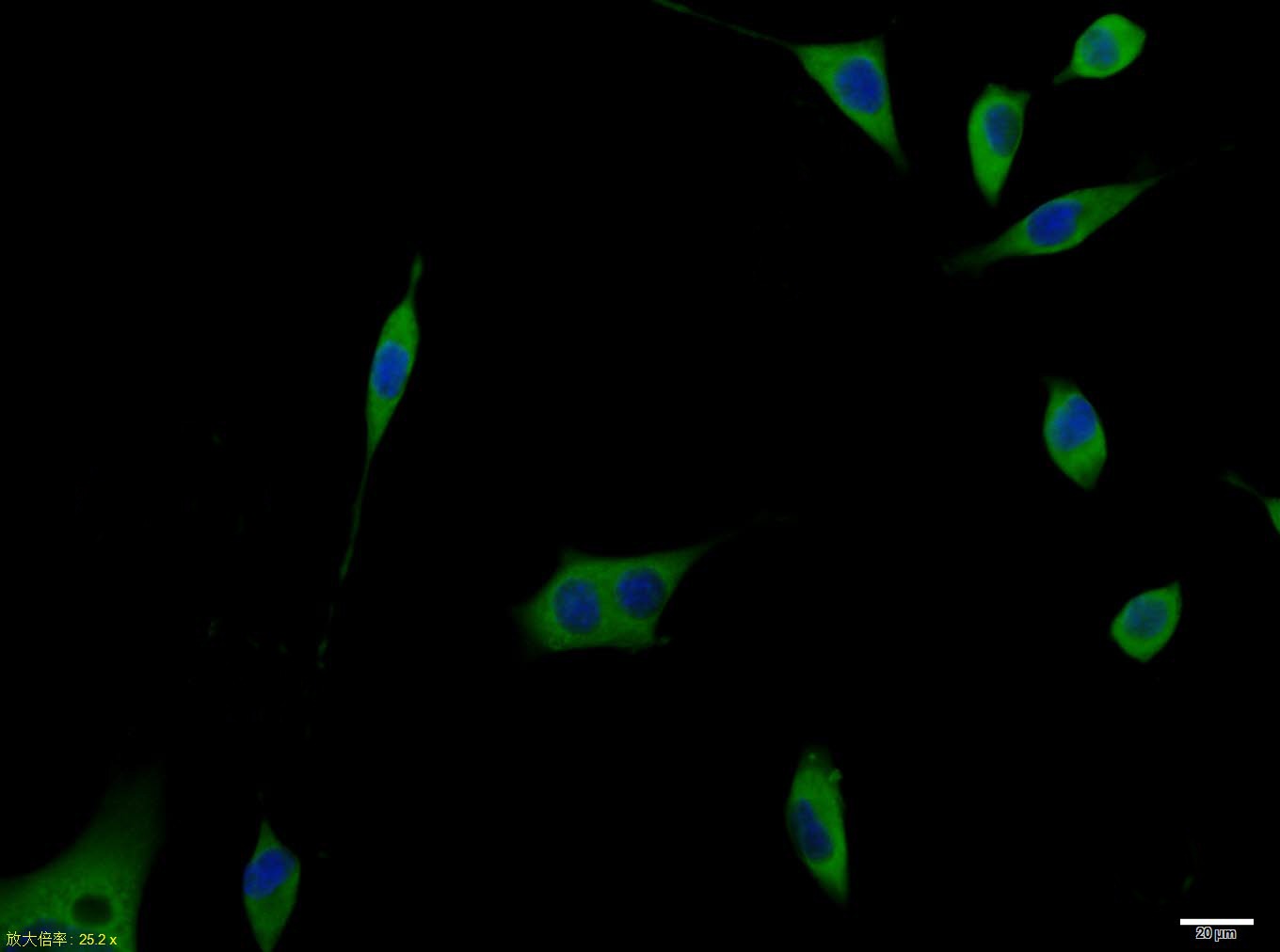 Anti-Netrin-1 Polyclonal Antibody