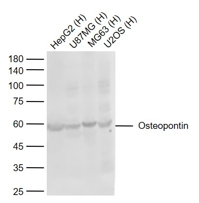 Anti-Osteopontin Polyclonal Antibody 3