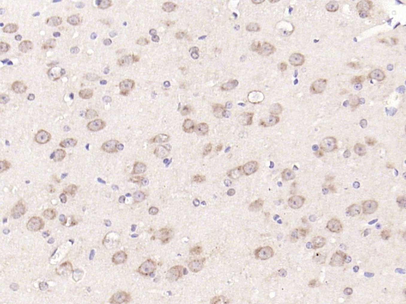 Anti-mTOR Polyclonal Antibody