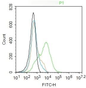 Anti-Nephrin Polyclonal Antibody