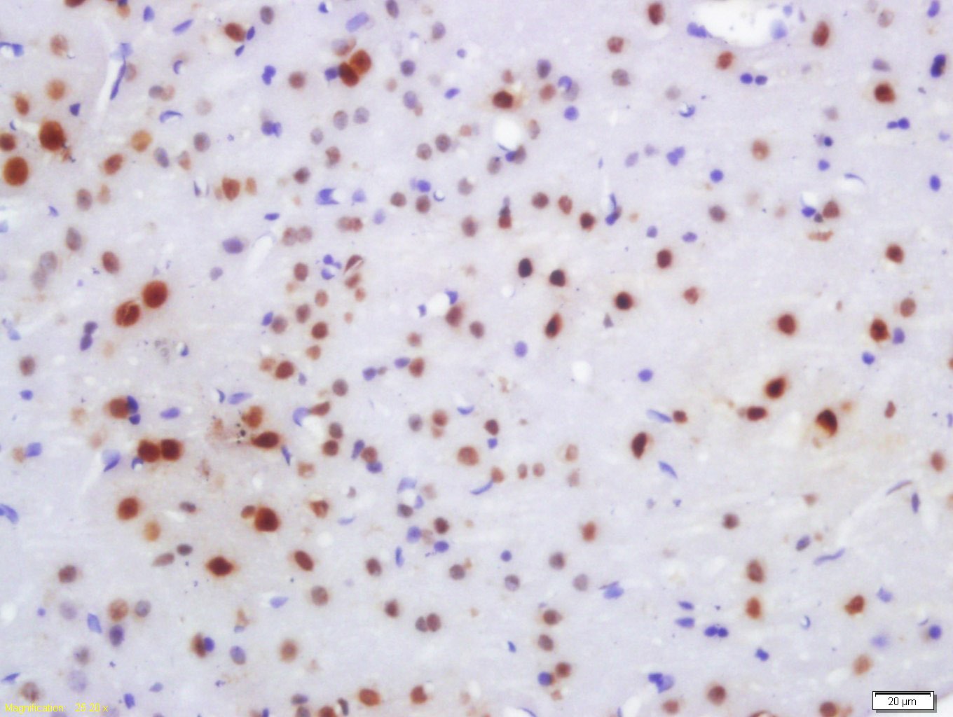 Anti-NeuN Polyclonal Antibody