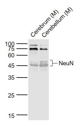 Anti-NeuN Polyclonal Antibody 2