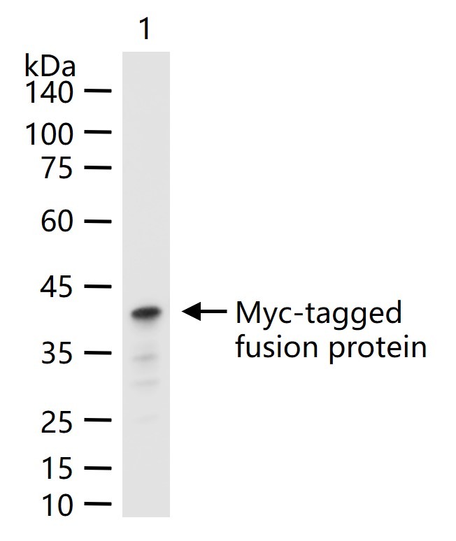 Anti-Myc Tag Antibody (8K298)