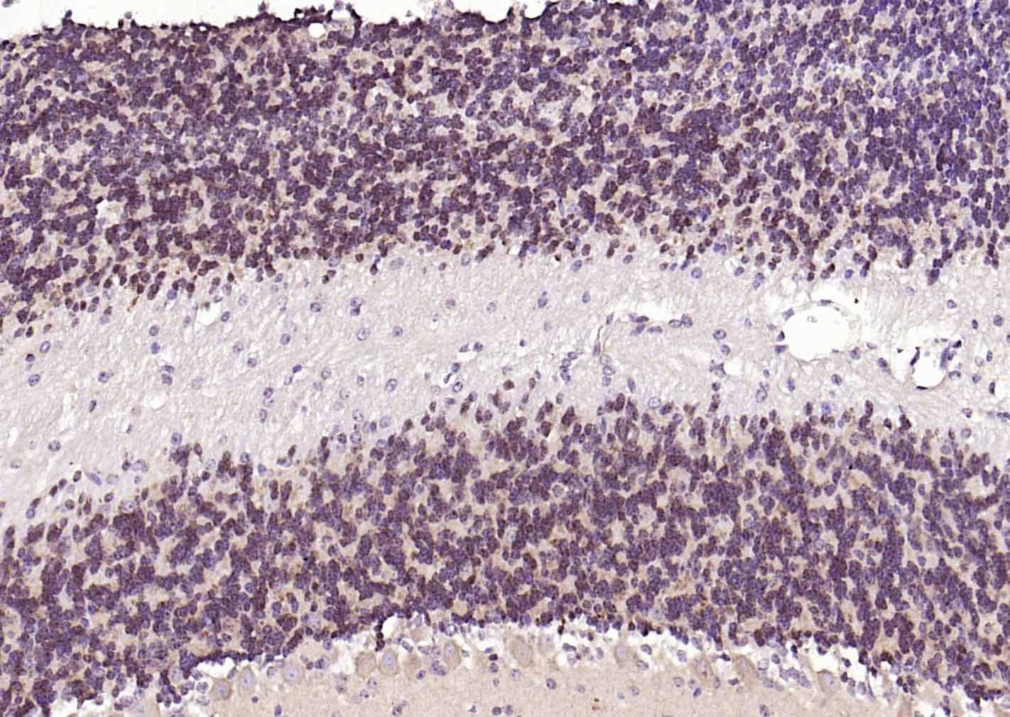 Anti-NeuN Polyclonal Antibody 2