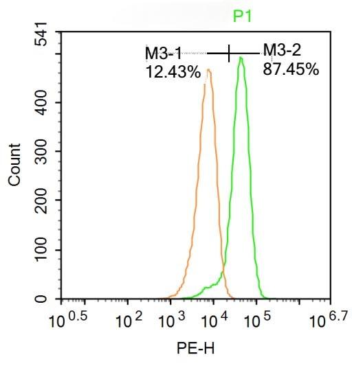 Anti-NFAT2 Polyclonal Antibody