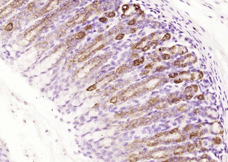 Anti-MUC5AC Polyclonal Antibody