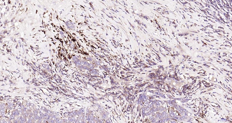 Anti-NFE2L2 Polyclonal Antibody