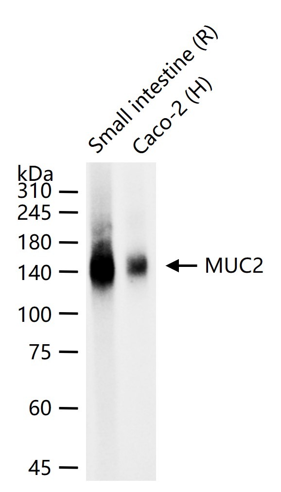 Anti-Mucin-2/MUC2 Antibody (1B747)