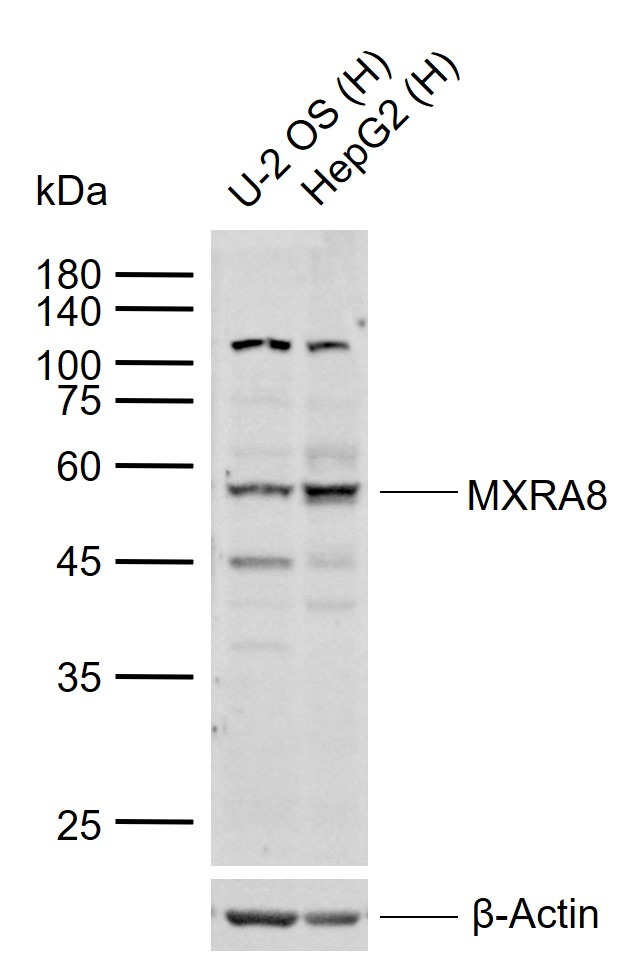 Anti-MXRA8 Polyclonal Antibody