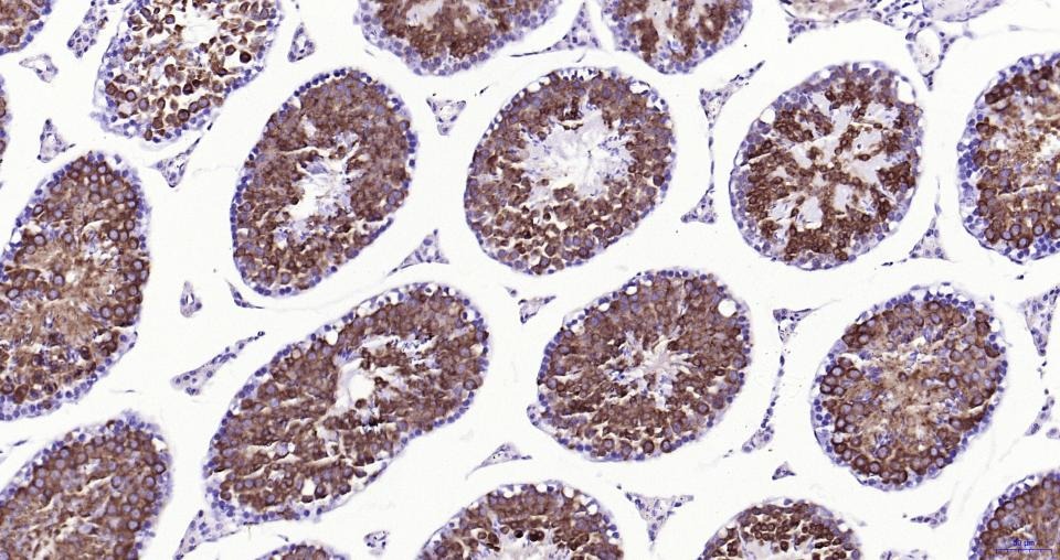 Anti-NFE2L2 Polyclonal Antibody