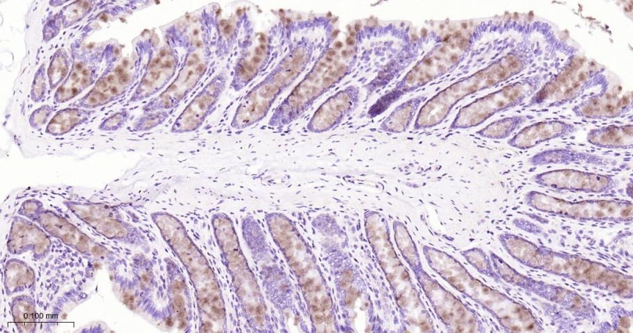 Anti-Mucin-2/MUC2 Antibody (1B747)