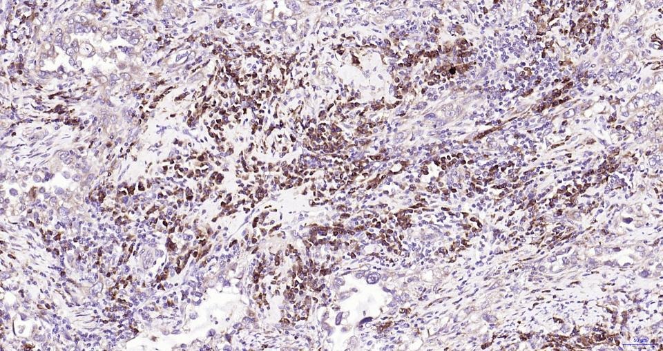 Anti-NFE2L2 Polyclonal Antibody
