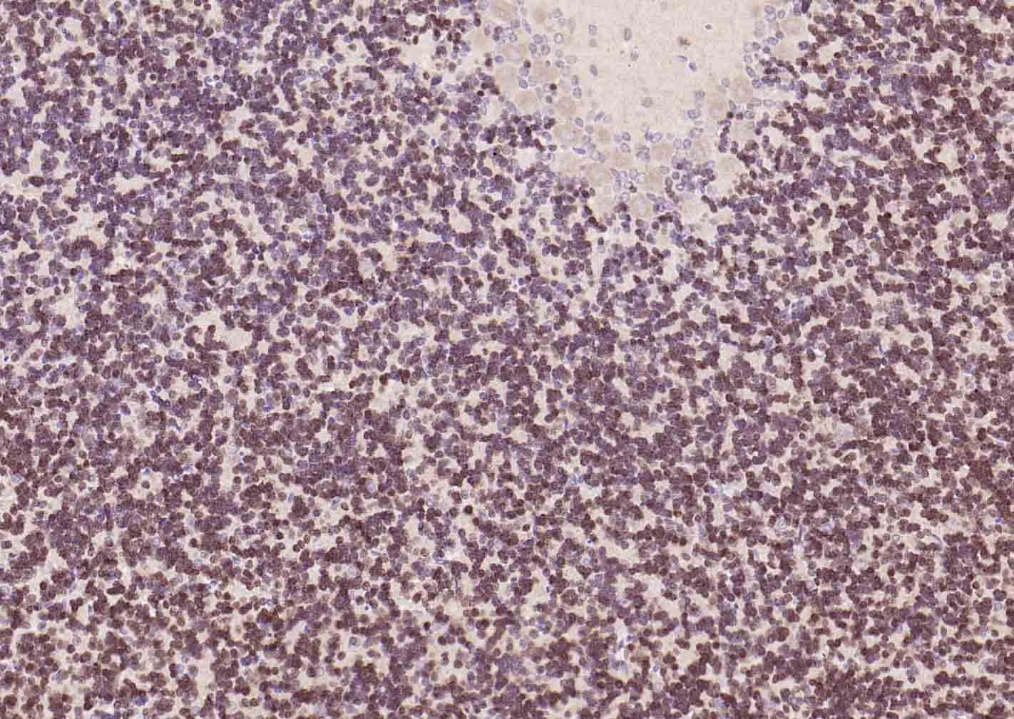 Anti-NeuN Polyclonal Antibody 2