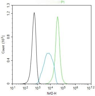 Anti-NFE2L2 Polyclonal Antibody