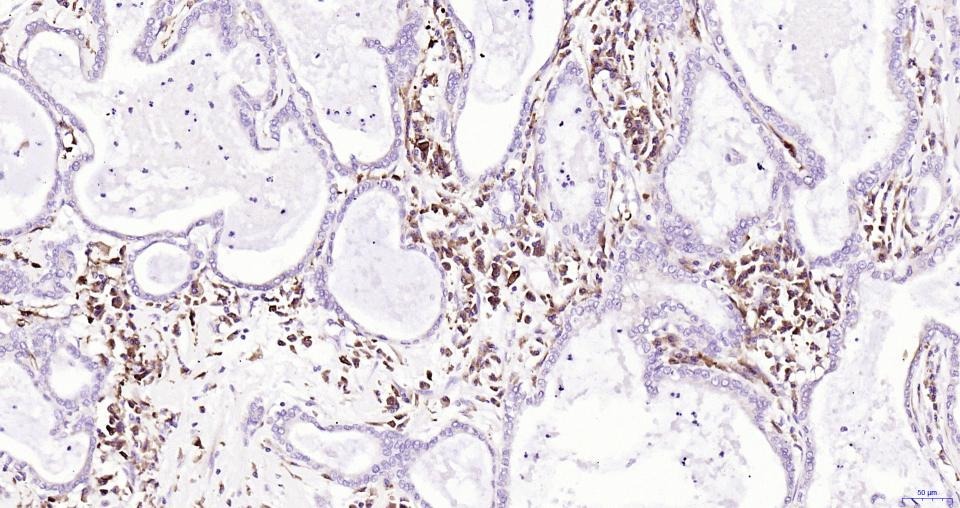 Anti-NFE2L2 Polyclonal Antibody