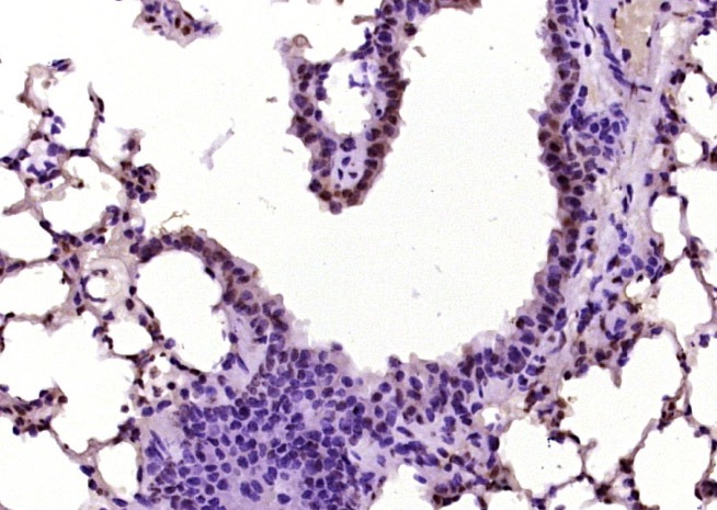 Anti-Phospho-SMAD7 (Ser249) Polyclonal Antibody