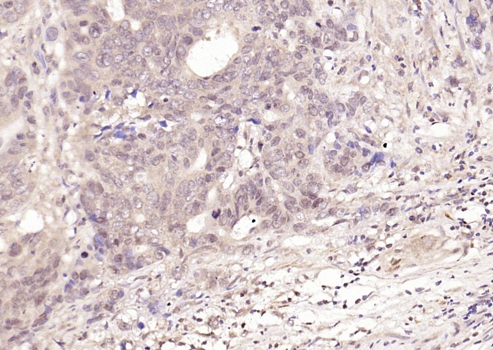 Anti-Phospho-NFKB1 (Ser337) Polyclonal Antibody