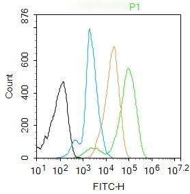 Anti-Phospho-p38 MAPK (Thr180, Tyr182) Polyclonal Antibody 2