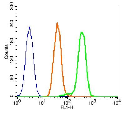 Anti-Phospho-P38 MAPK (Thr180) Polyclonal Antibody