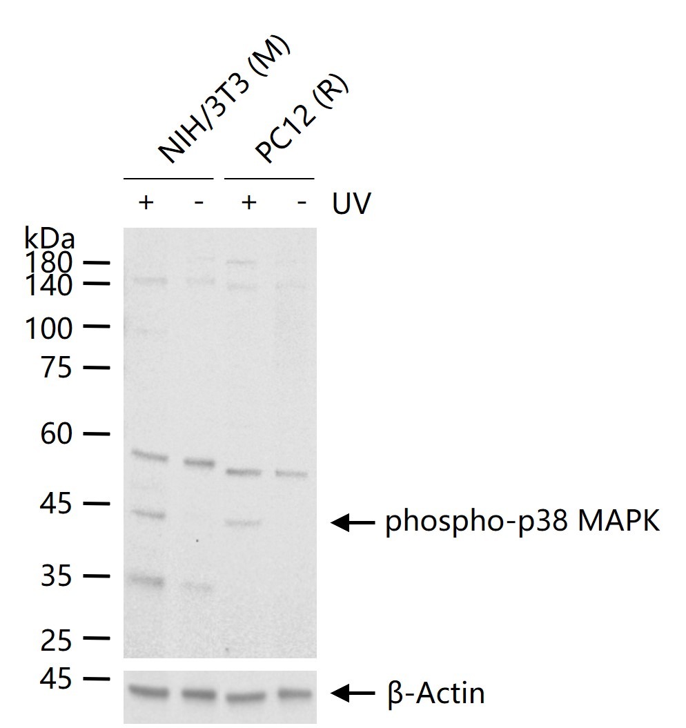 Anti-Phospho-p38 MAPK (Thr180, Tyr182) Polyclonal Antibody 2