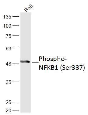Anti-Phospho-NFKB1 (Ser337) Polyclonal Antibody