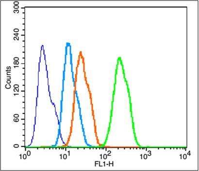 Anti-Phospho-p38 MAPK (Thr180, Tyr182) Polyclonal Antibody 2
