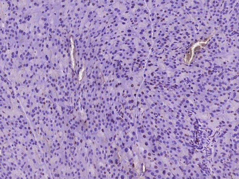 Anti-Phospho-p38 MAPK (Tyr323) Polyclonal Antibody