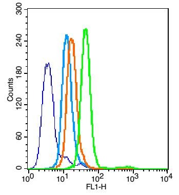 Anti-Phospho-NF-kB p65 (Thr254) Polyclonal Antibody