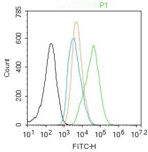 Anti-Phospho-NF-kB p65 (Thr254) Polyclonal Antibody