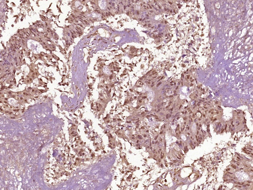 Anti-Phospho-NF-kB p65 (Thr254) Polyclonal Antibody