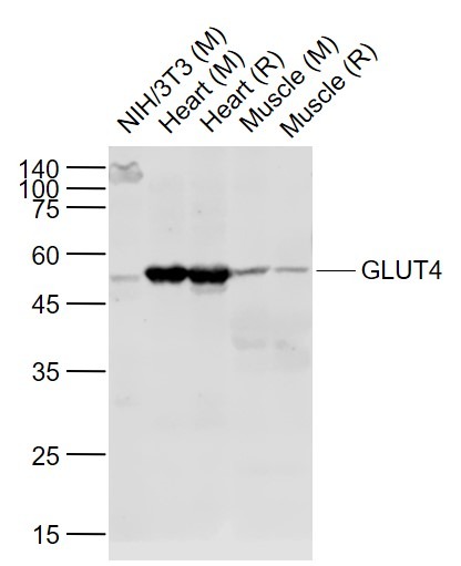 Anti-SLC2A4 Polyclonal Antibody