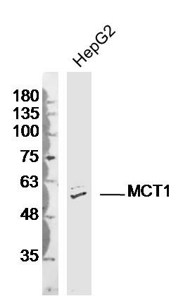 Anti-SLC16A1 Polyclonal Antibody