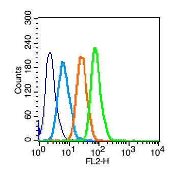Anti-SLC2A2 Polyclonal Antibody 2