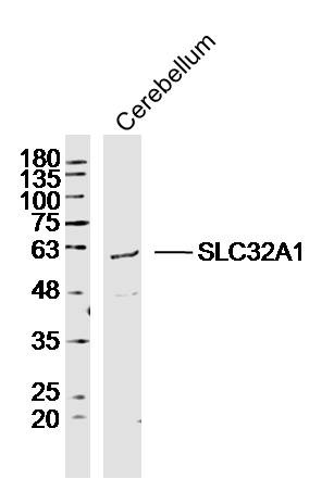 Anti-SLC32A1 Polyclonal Antibody