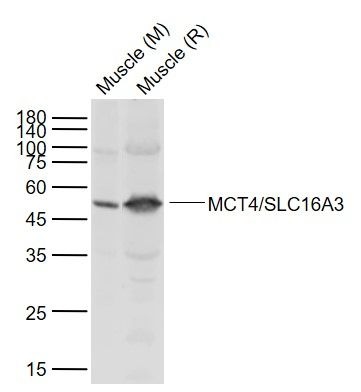Anti-SLC16A3 Polyclonal Antibody