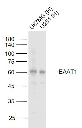 Anti-SLC1A3 Polyclonal Antibody