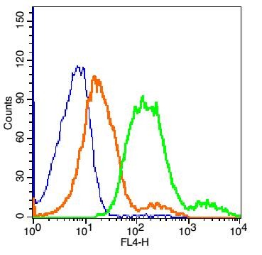 Anti-SLC16A1 Polyclonal Antibody