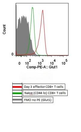 Anti-SLC2A1 Polyclonal Antibody