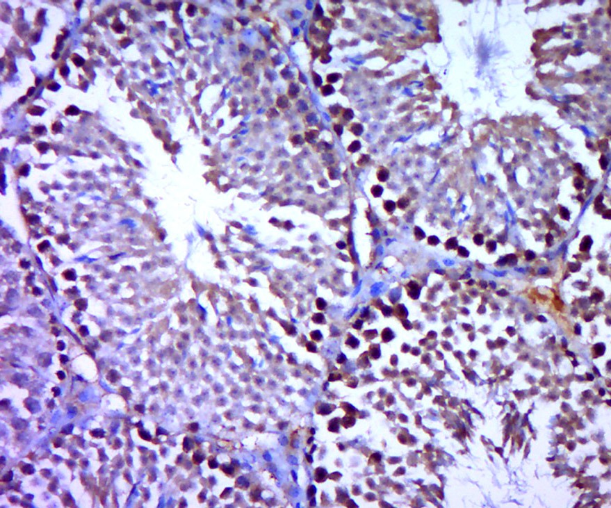 Anti-SREBP2 Polyclonal Antibody