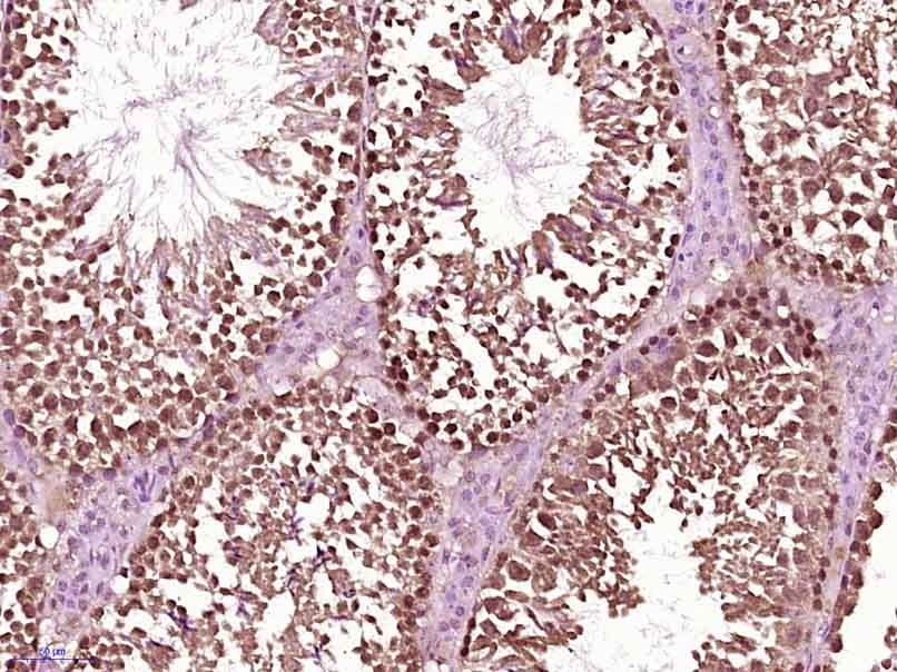 Anti-Src Polyclonal Antibody