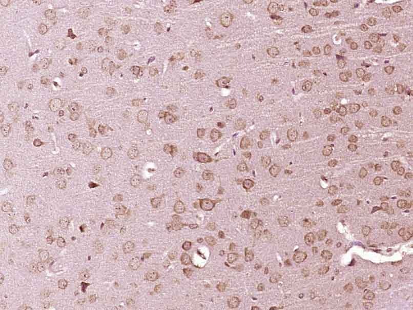 Anti-Src Polyclonal Antibody
