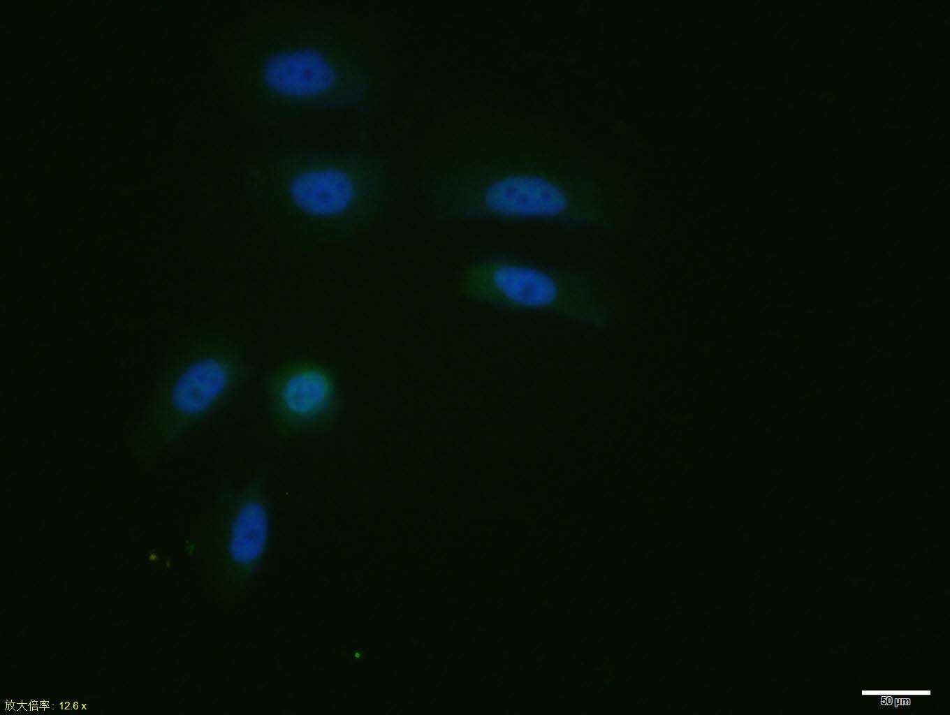 Anti-STAT1 Polyclonal Antibody 2