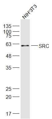Anti-Src Polyclonal Antibody