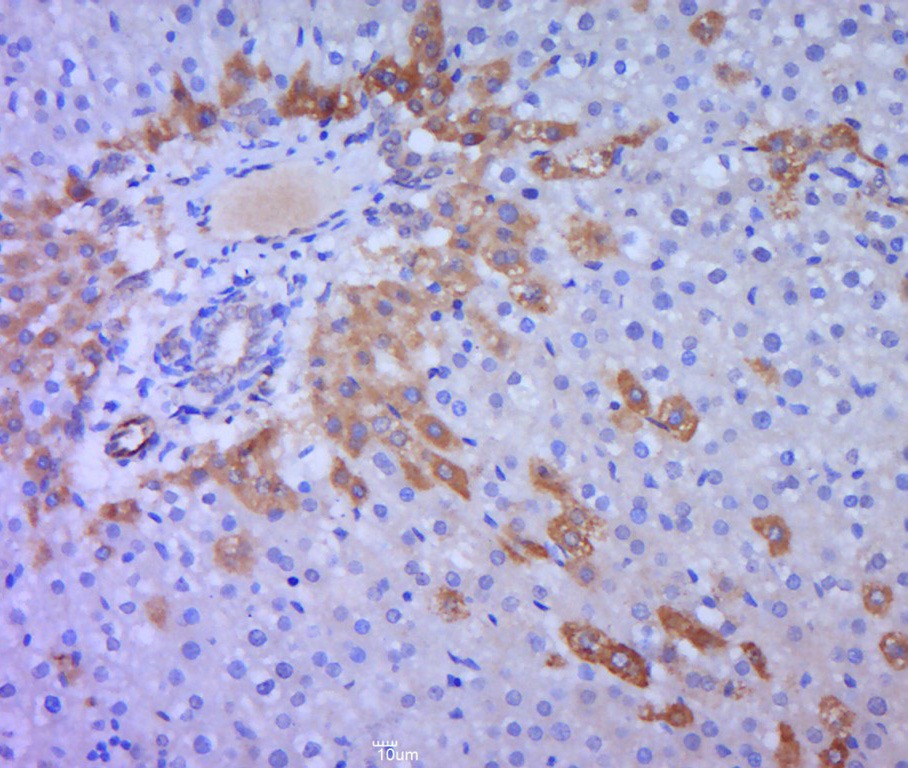 Anti-SHBG Polyclonal Antibody