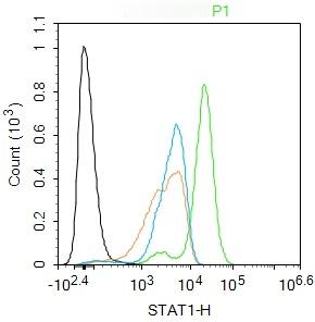 Anti-STAT1 Polyclonal Antibody 2
