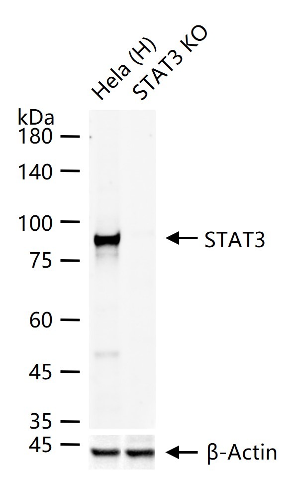 Anti-STAT3 Antibody (9V551)