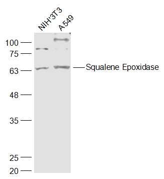 Anti-SQLE Polyclonal Antibody